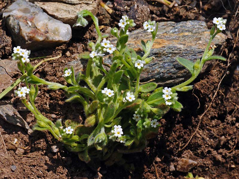 Anchusa? no, Myosotis